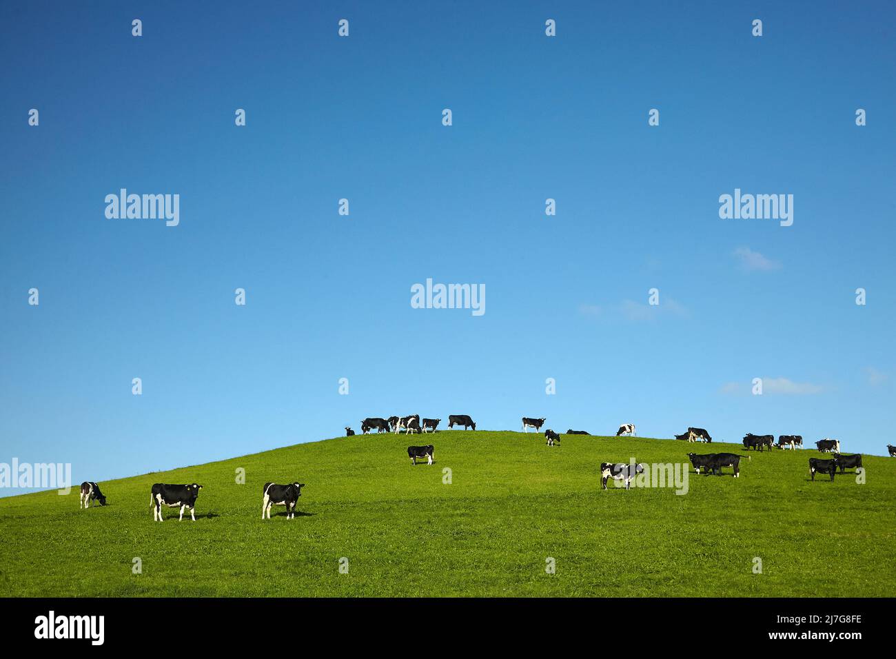 Cows and green farmland, North Otago, South Island, New Zealand Stock Photo