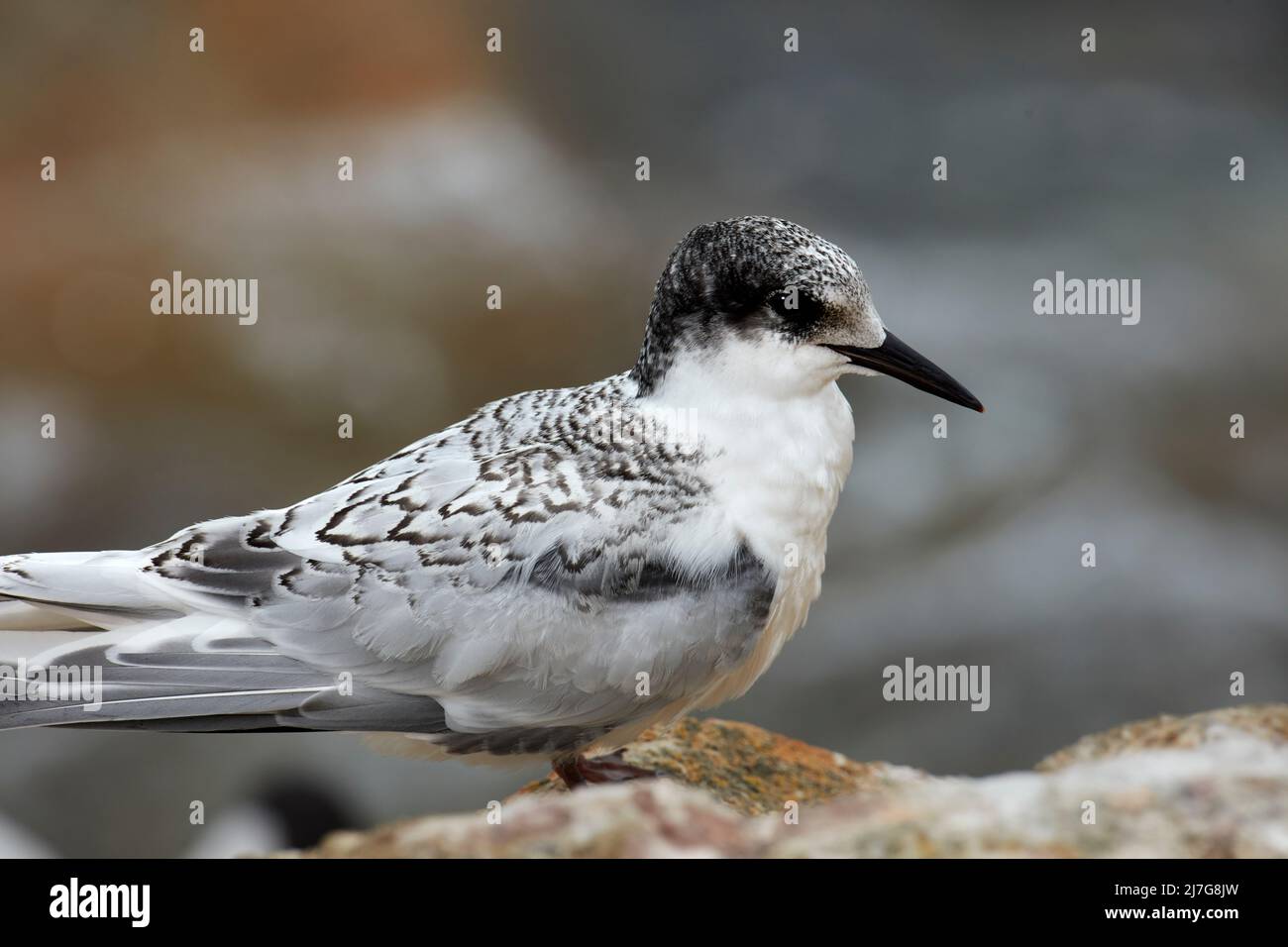 Juvenile White-fronted Tern (Tara - Sterna striata), Aramoana, Otago Harbour, Dunedin, Otago, South Island, New Zealand Stock Photo