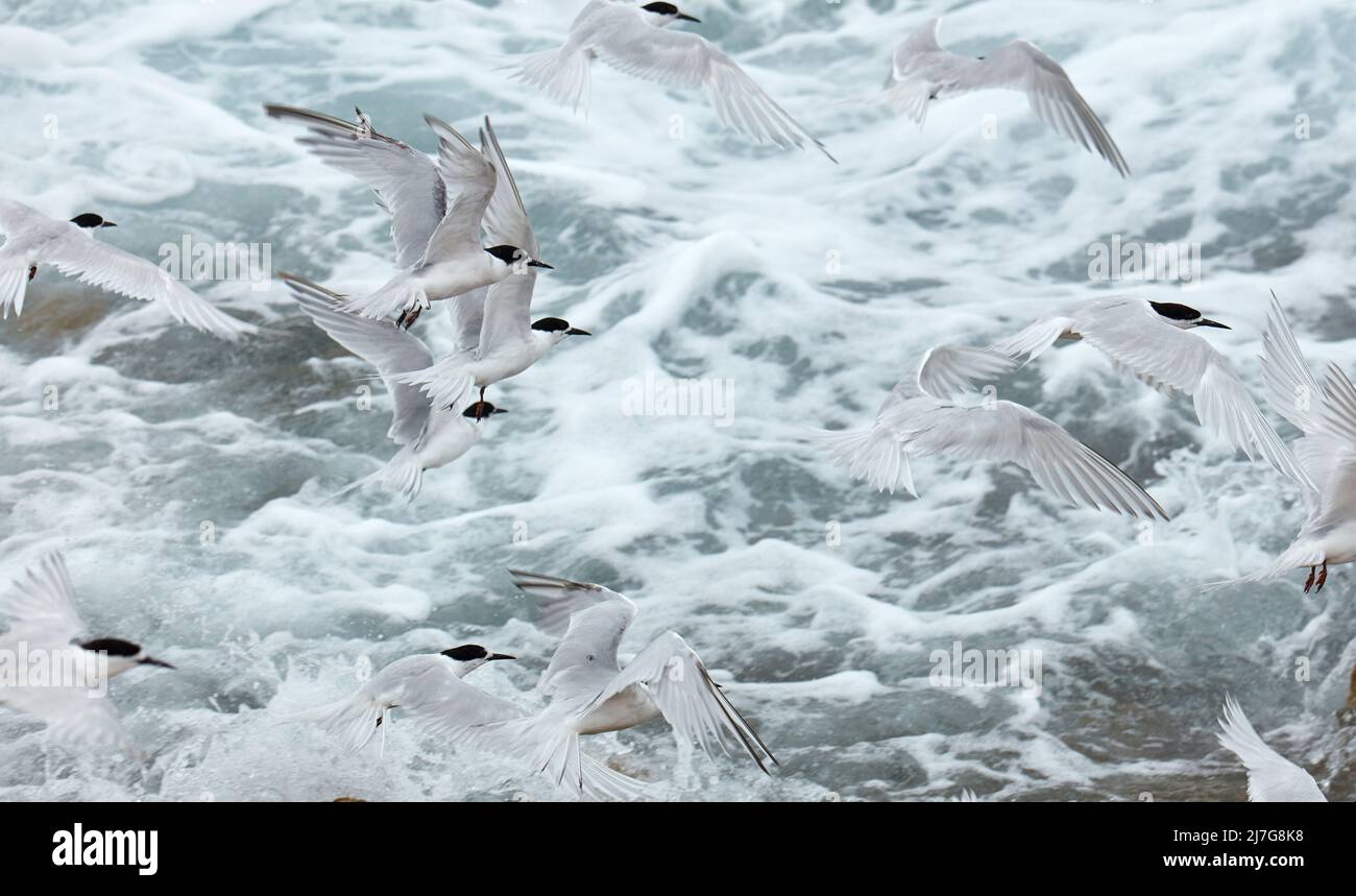 White-fronted Terns (Tara - Sterna striata), Aramoana, Otago Harbour, Dunedin, Otago, South Island, New Zealand Stock Photo