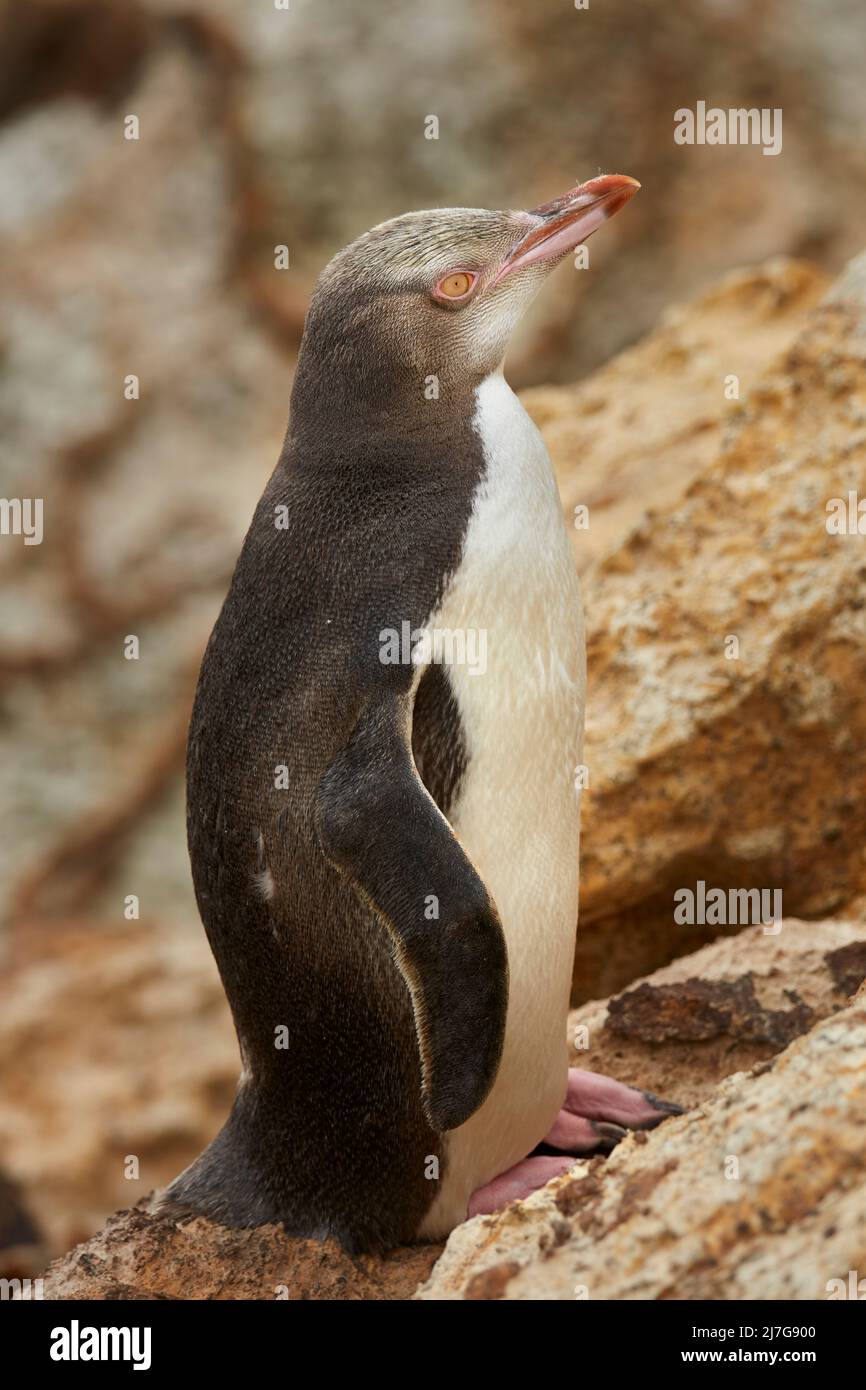 Yellow-eyed Penguin (Megadyptes antipodes) or Hoiho, Aramoana, Dunedin, South Island, New Zealand Stock Photo