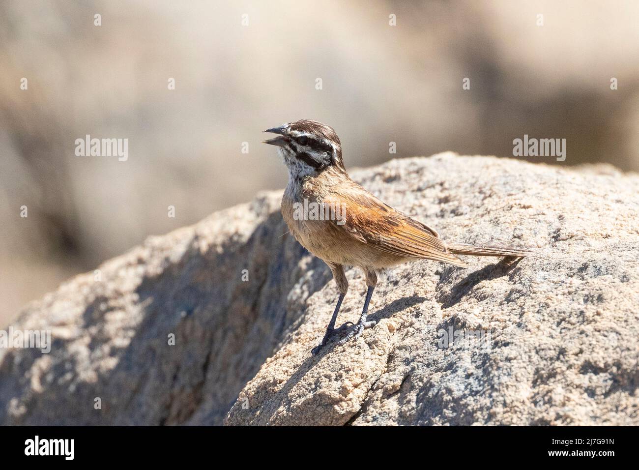 Cape Bunting (Emberiza capensis) at Augrabies Falls, Northern Cape, South Africa Stock Photo
