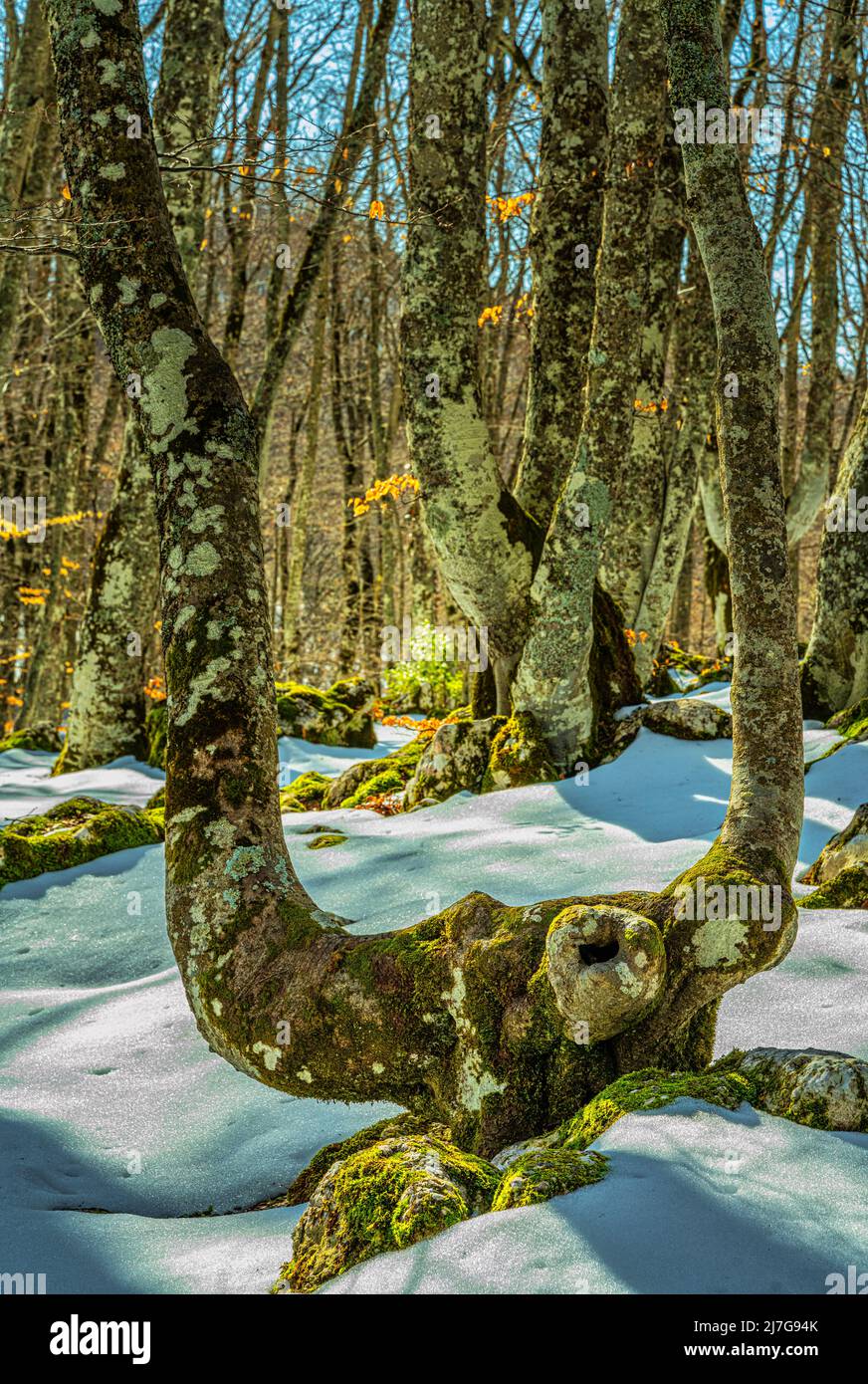 Beech trees, bare of leaves, in a snowy landscape. Bosco di Sant'Antonio nature reserve, Pescocostanzo, province of l'Aquila, Abruzzo, Italy, Europe Stock Photo