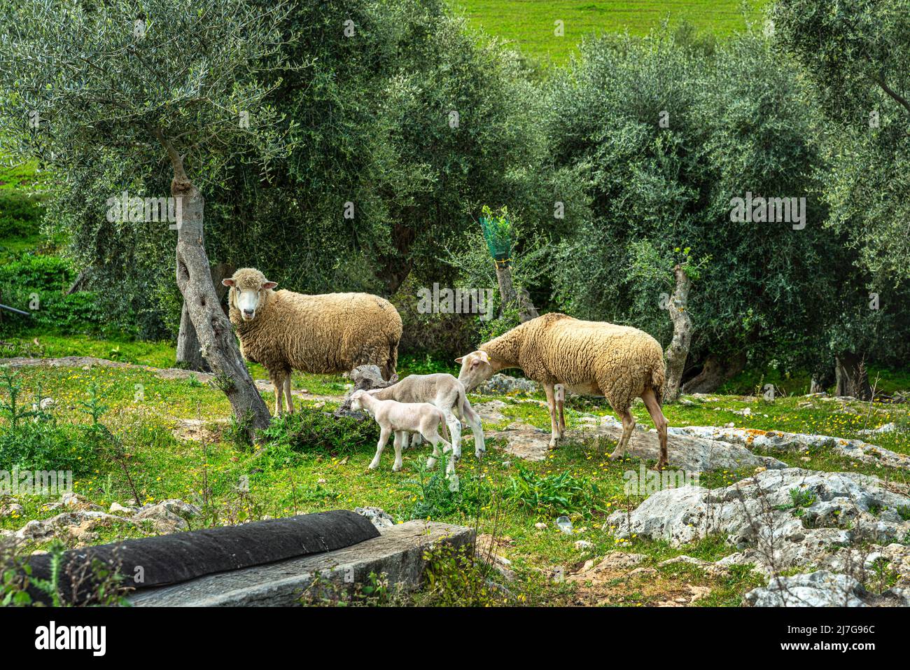 Flock of sheep with lambs grazing the grass of a mountain meadow. Puglia, Italy, Europe Stock Photo