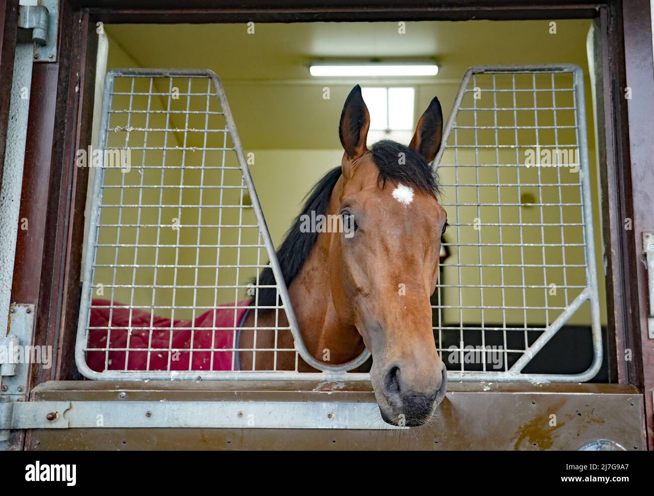 Luxembourg at Ballydoyle racehorse training facility in County Tipperary, Ireland. Picture date: Monday May 9, 2022. Stock Photo