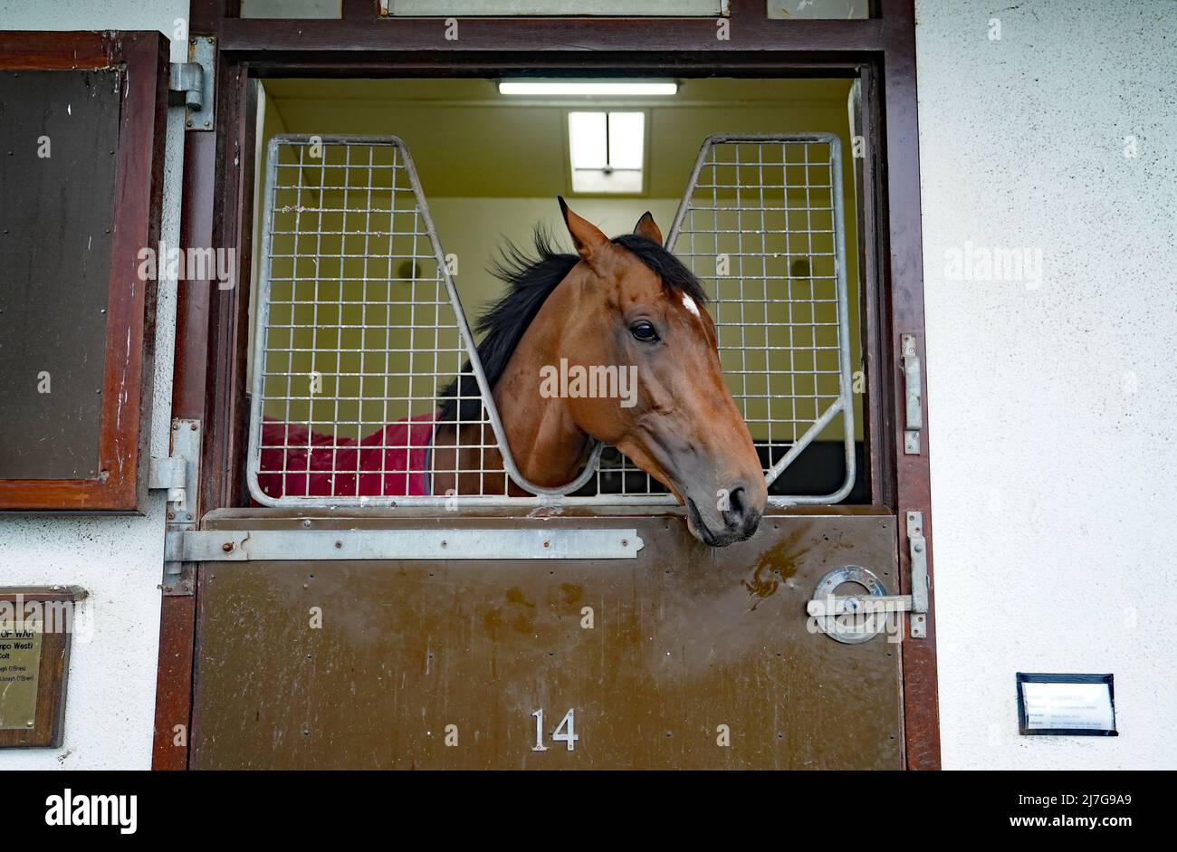 Luxembourg at Ballydoyle racehorse training facility in County Tipperary, Ireland. Picture date: Monday May 9, 2022. Stock Photo