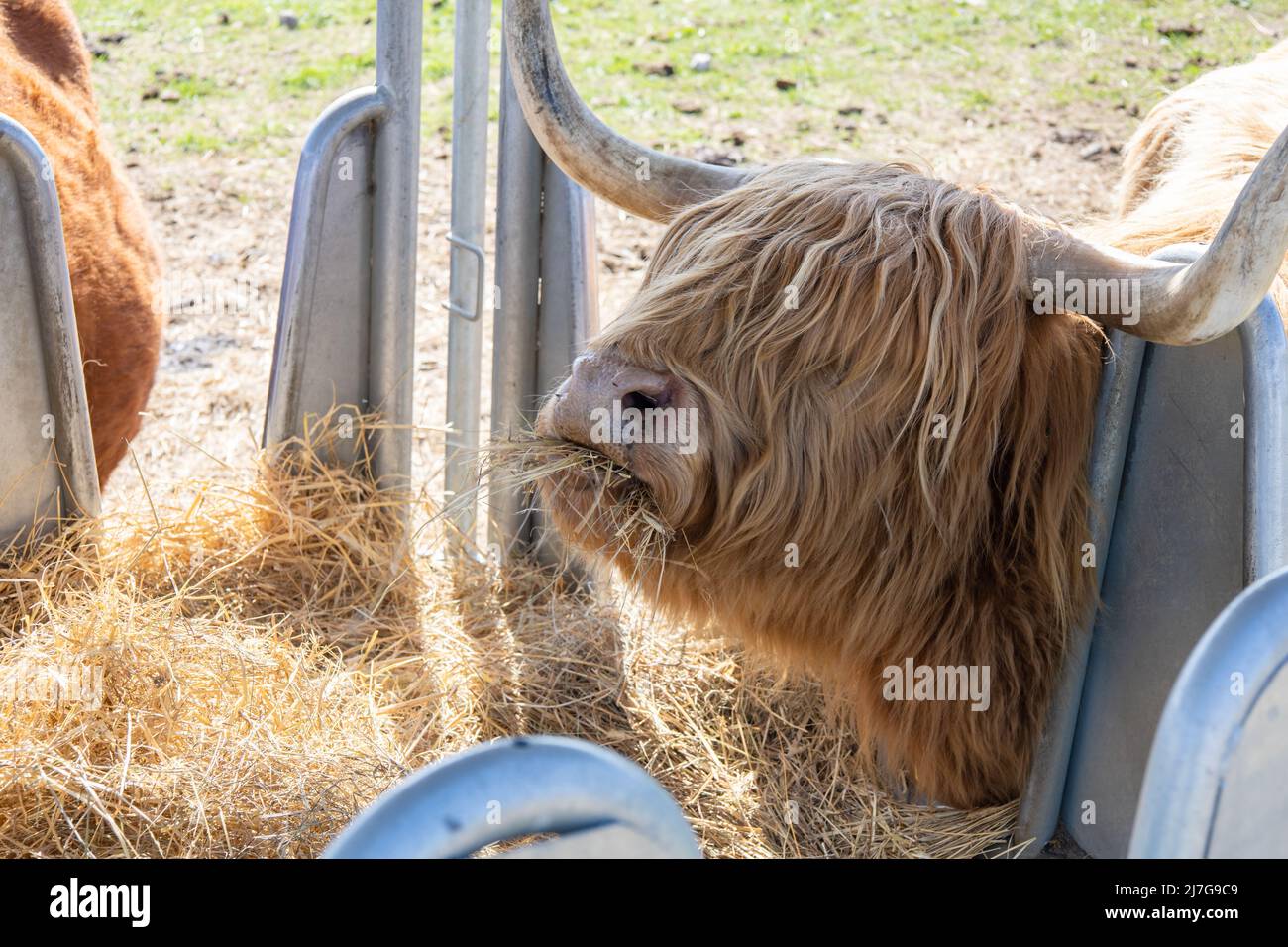 Hairy highland cows eat hay in cattle feeders Stock Photo Alamy