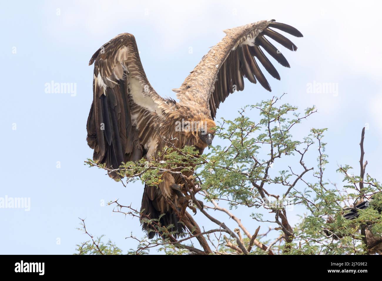 White-backed Vulture (Gyps africanus) Northern Cape, South Africa, This bird is IUCN Red Listed as Critically Endangered due to sharp population decli Stock Photo
