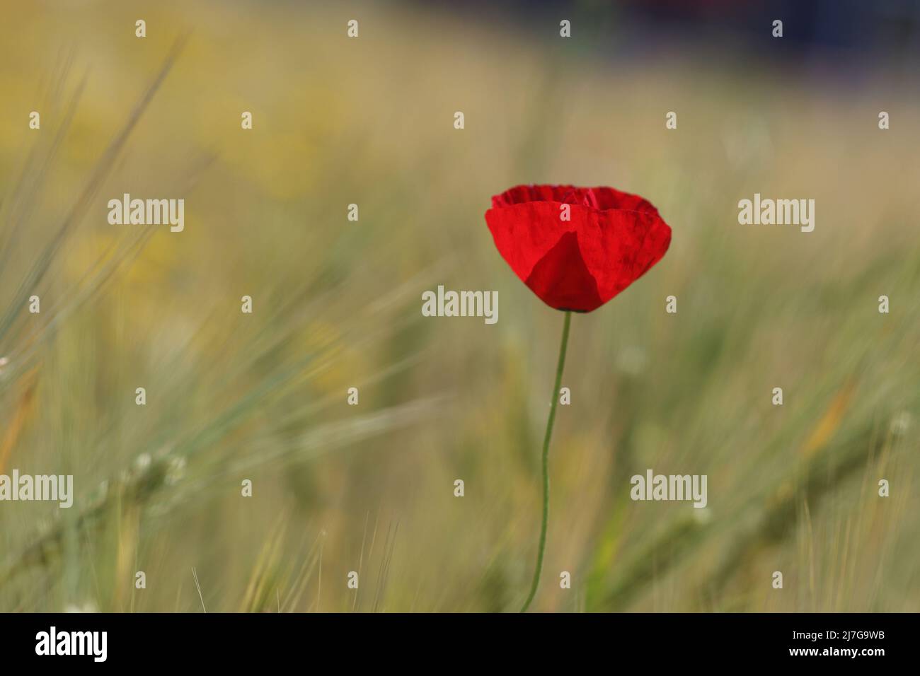 poppies in spring time Stock Photo