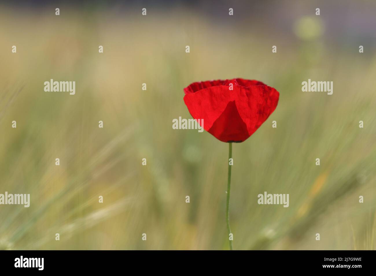 poppies in spring time Stock Photo