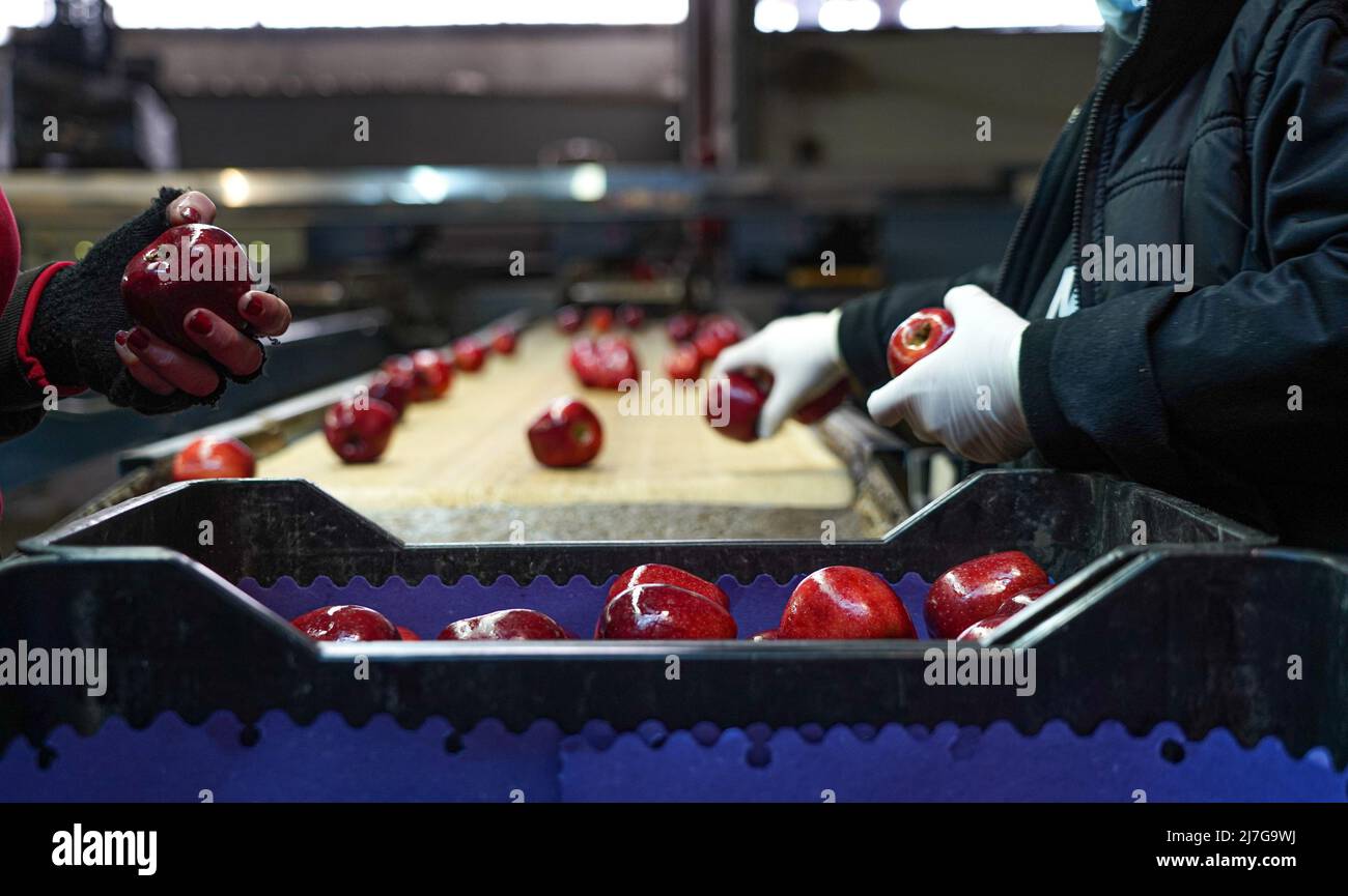 Naoussa, Greece. 21st Apr, 2022. Workers pack apples at an agricultural cooperative in Naoussa, northern Greece, April 21, 2022. TO GO WITH 'Feature: Ukraine crisis deals huge blow to Greece's fruit and vegetable exports' Credit: Angelos Tsatsis/Xinhua/Alamy Live News Stock Photo