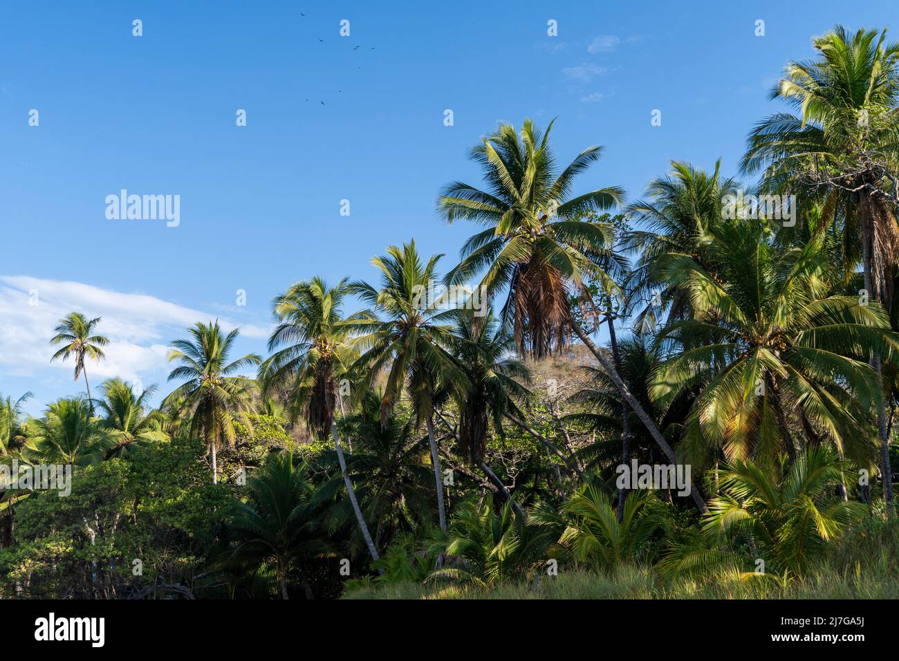 Beautiful palm tree forest and blue sky. Tropical exotic background Stock Photo
