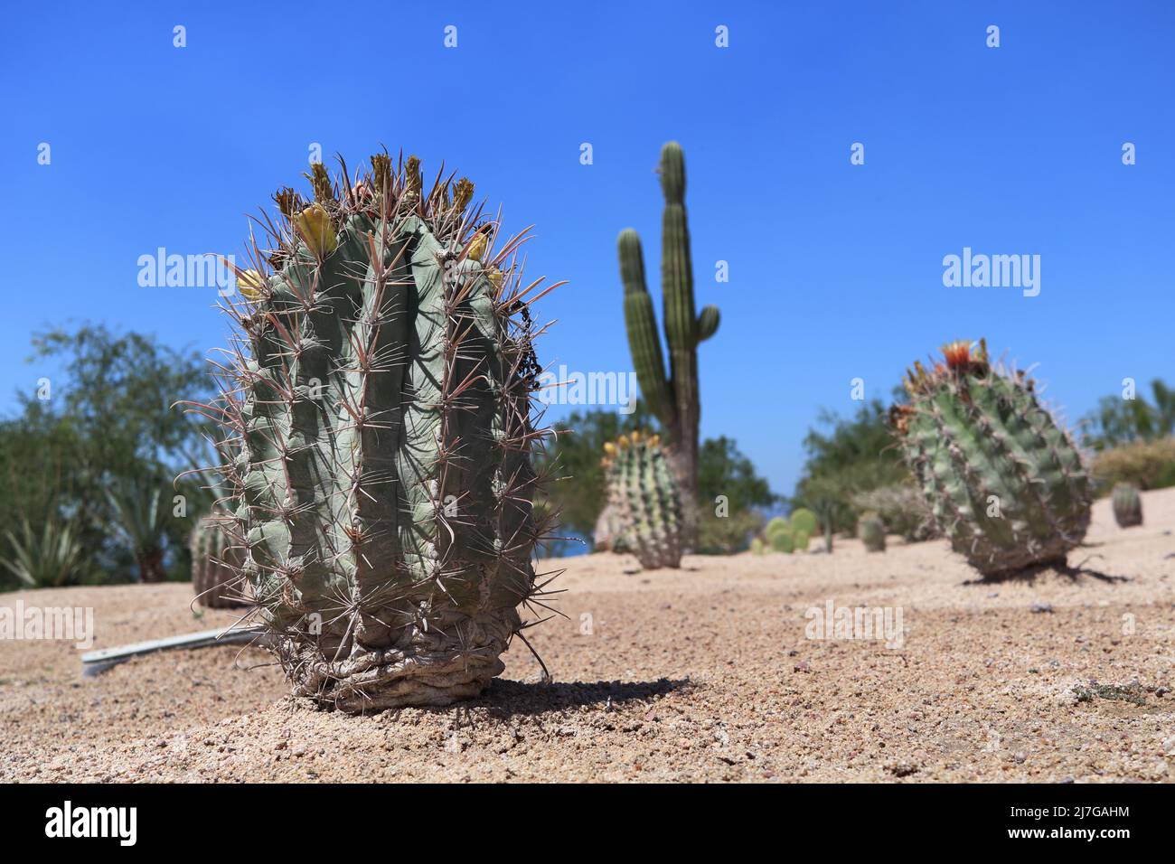 Melocactus azureus in bloom, cactus native to Brazil, in a garden with other cacti Stock Photo