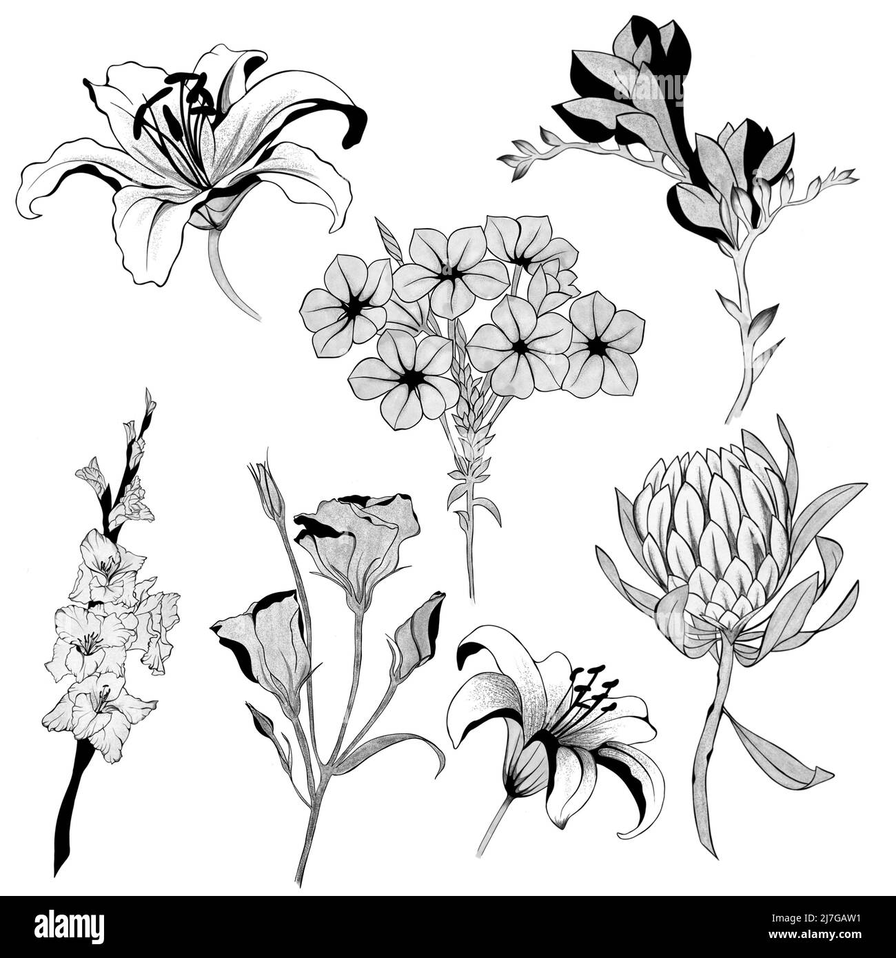 big set of flowers sketches. Hand-drawn. design greeting card and invitation of the wedding, birthday, Valentine's Day, mother's day and other holiday Stock Photo