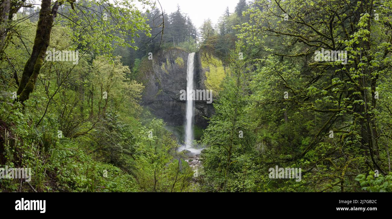 Surrounded by lush forest, a huge waterfall drops almost 250 feet, eventually flowing into the Columbia River in Oregon. Stock Photo