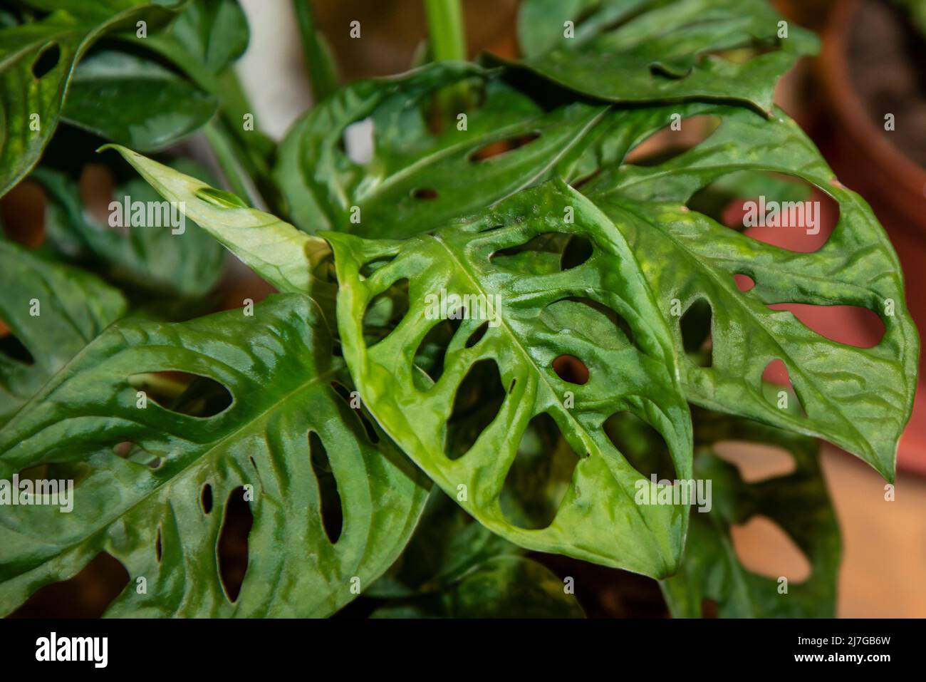 monstera vines Monstera adansonii --Swiss Cheese Vine-- main image 0