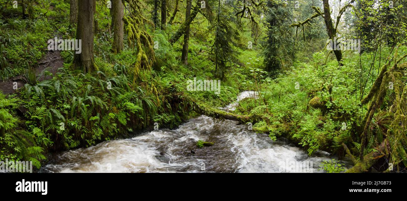 Henderson Creek flows through a beautiful forest in Guy W. Talbot State Park in Oregon. This area has many scenic waterfalls and forests. Stock Photo
