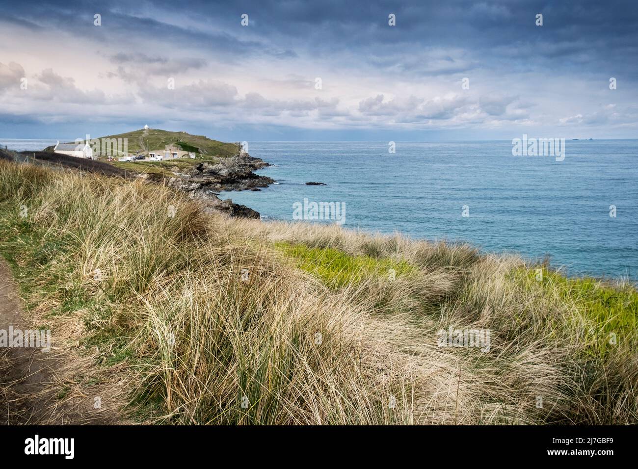 Marram Grass Ammophila growing along the rough coast path leading to Towan Head on the North Cornwall coast in Cornwall in the UK. Stock Photo