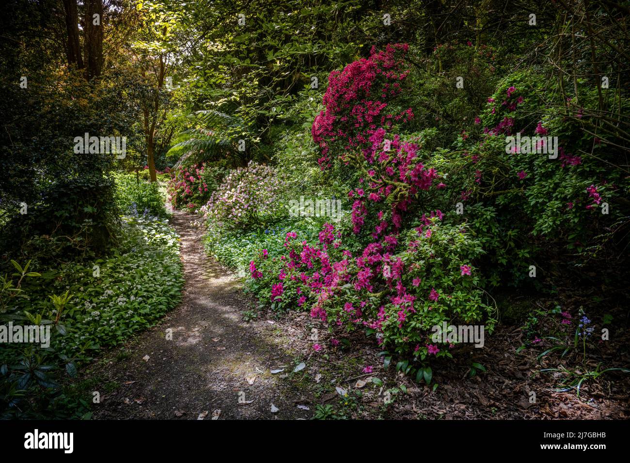 A flowering Azalea shrub growing next to a footpath in the wild sub-tropical Penjjick Garden in Cornwall.; Penj Stock Photo
