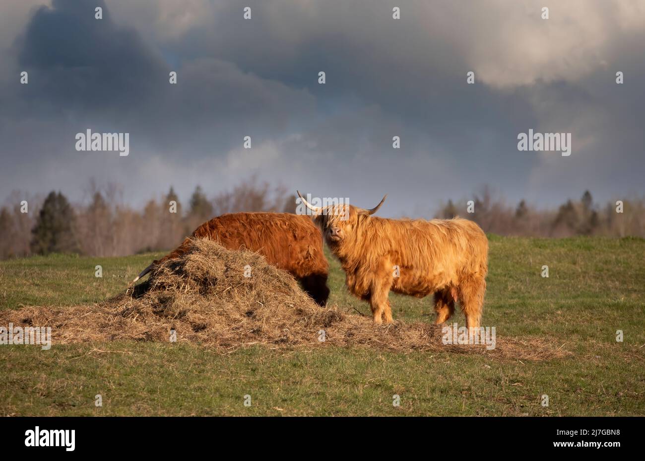 Scottish Highland cattle feeding in a farm field in spring in Canada Stock Photo