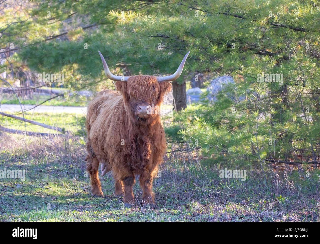 Scottish Highland bull standing in a green pasture in spring in Canada Stock Photo