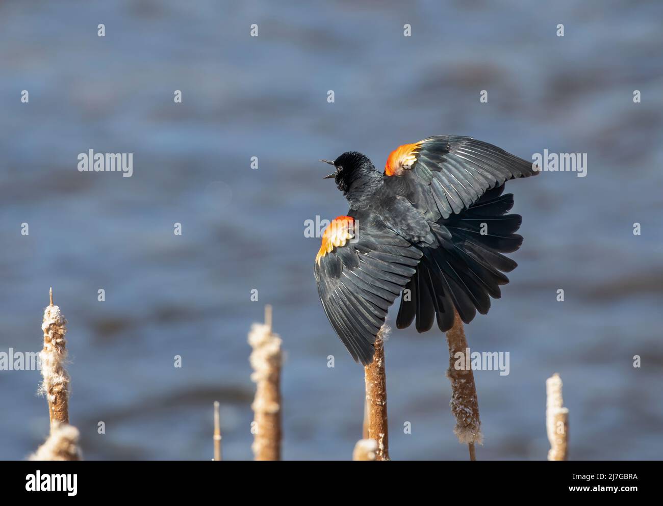 Red-winged blackbird perched on a cattail with wings open in a swamp in Canada Stock Photo