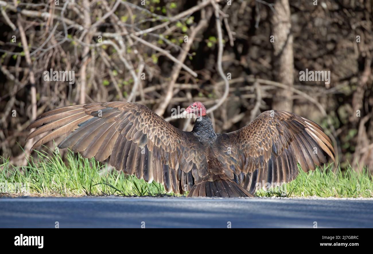 Turkey Vulture (cathartes aura) drying off its wings by the roadside in Canada Stock Photo
