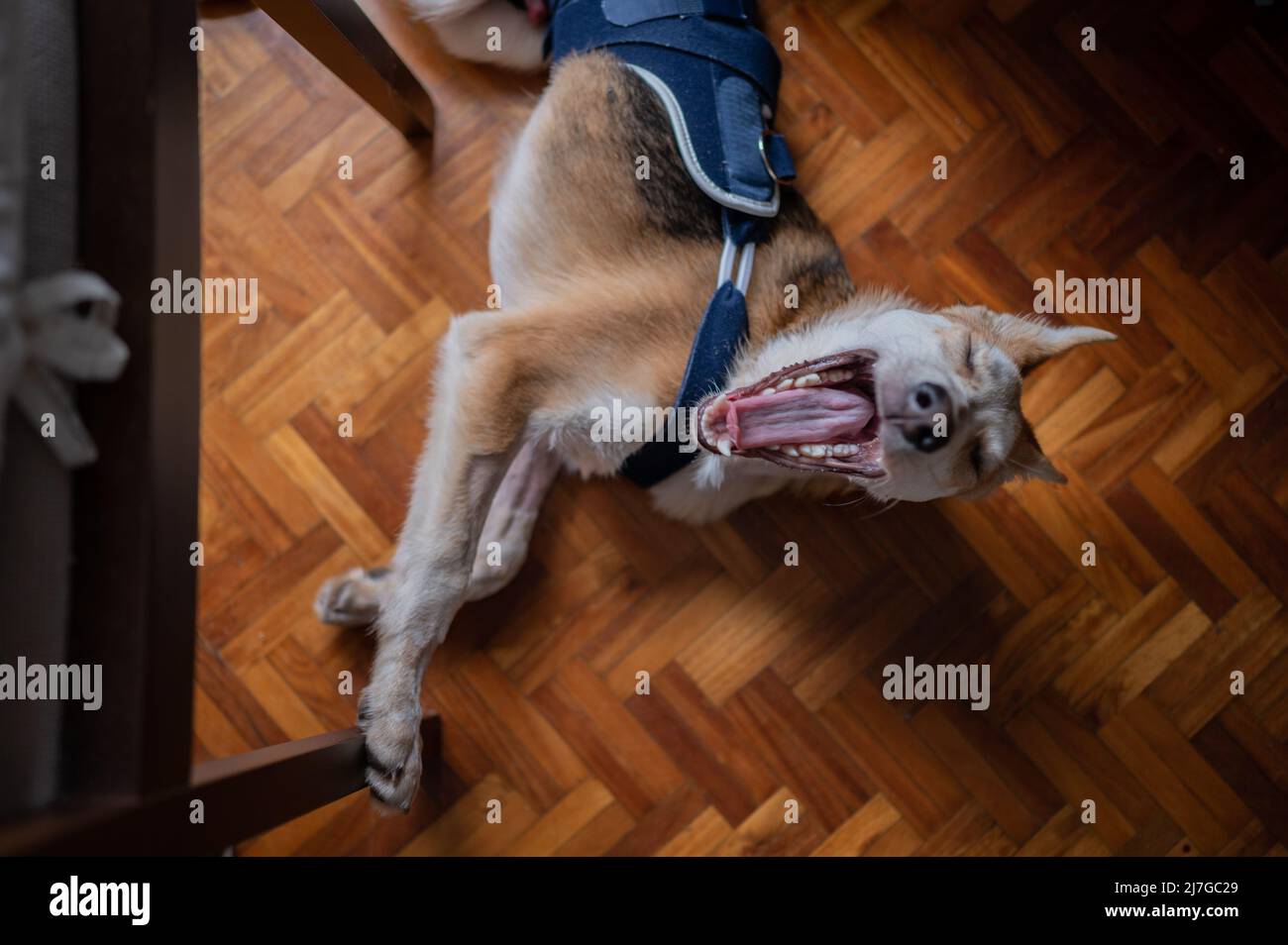 Interior portrait of a young rescued dog wearing a medical corset for a hip injury Stock Photo