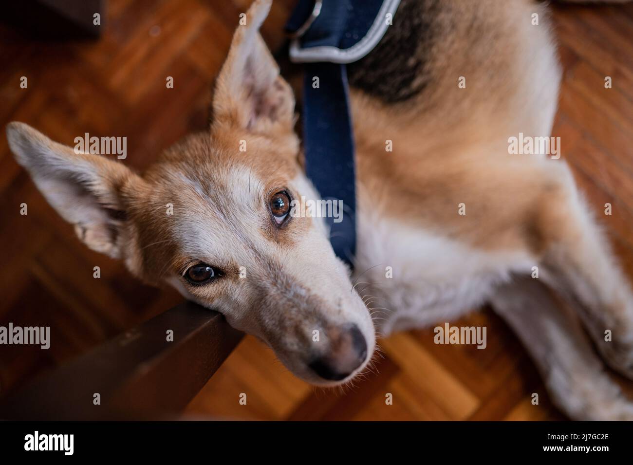 Interior portrait of a young rescued dog wearing a medical corset for a hip injury Stock Photo