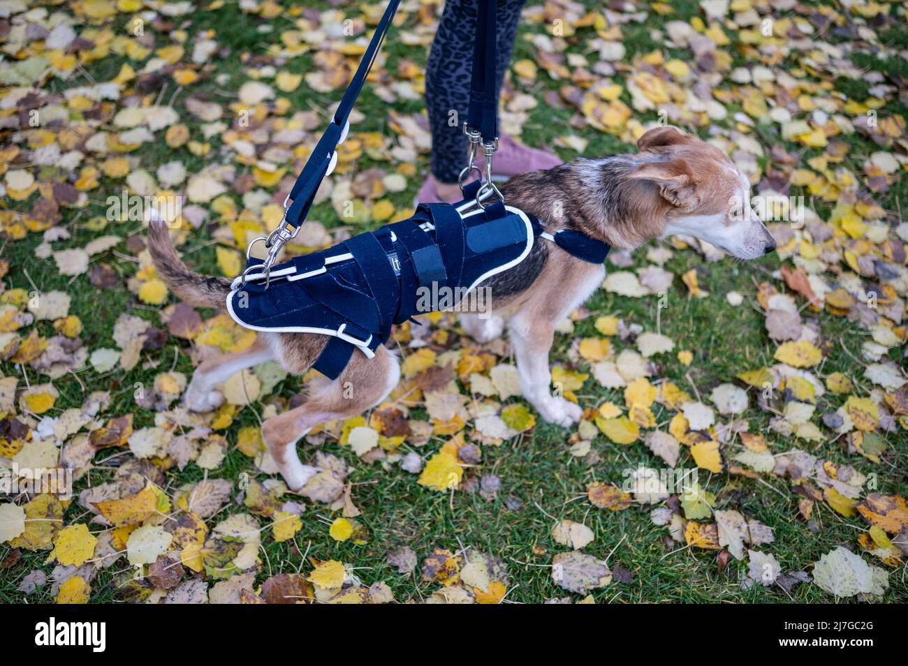 Woman walks rescued dog with a hip injury wearing a medical corset in