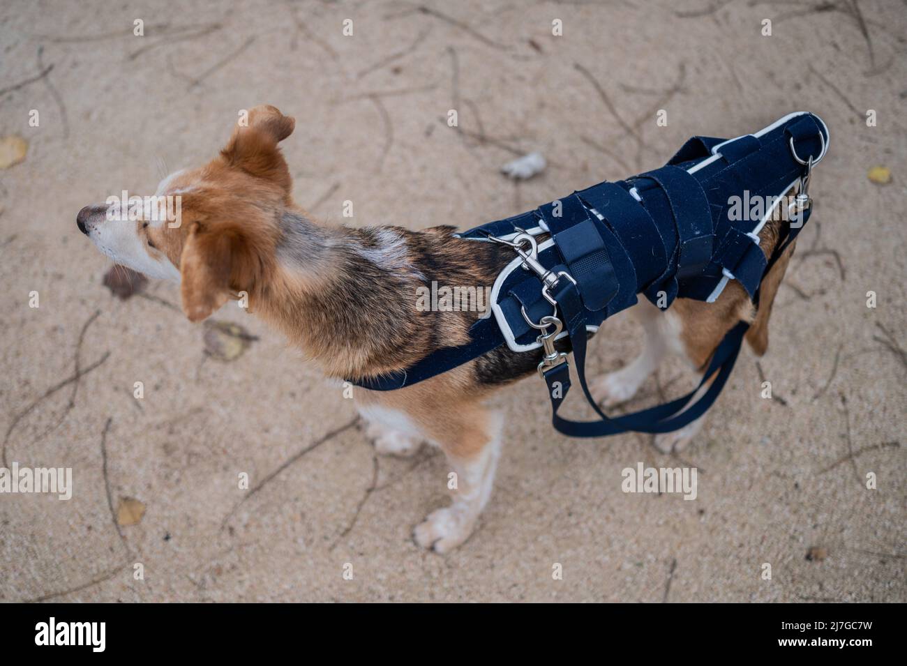 Young rescued dog with a hip injury wearing a medical corset in park Stock Photo Alamy