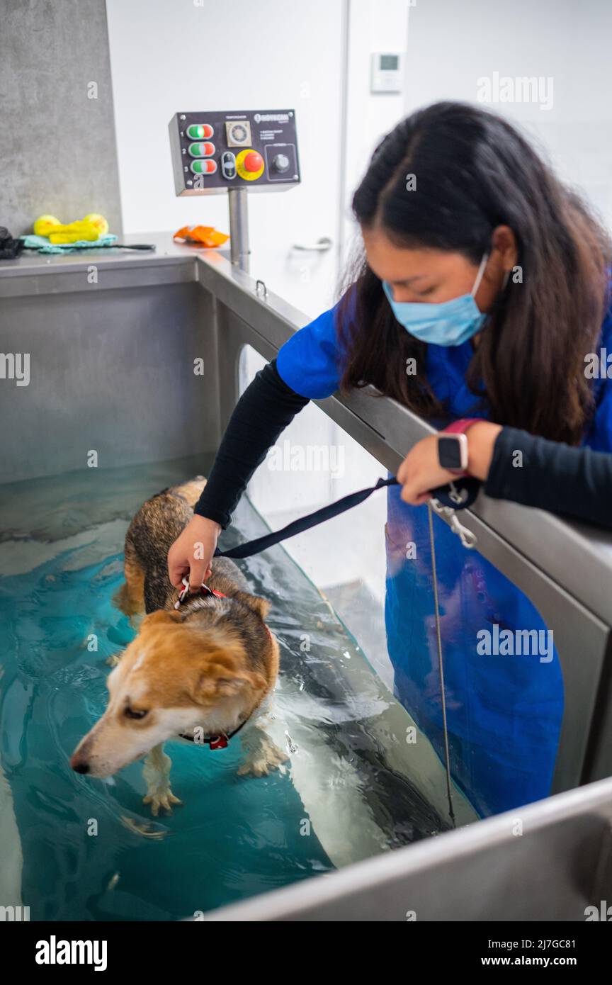 Injured rescued dog receives water therapy low impact treatment in