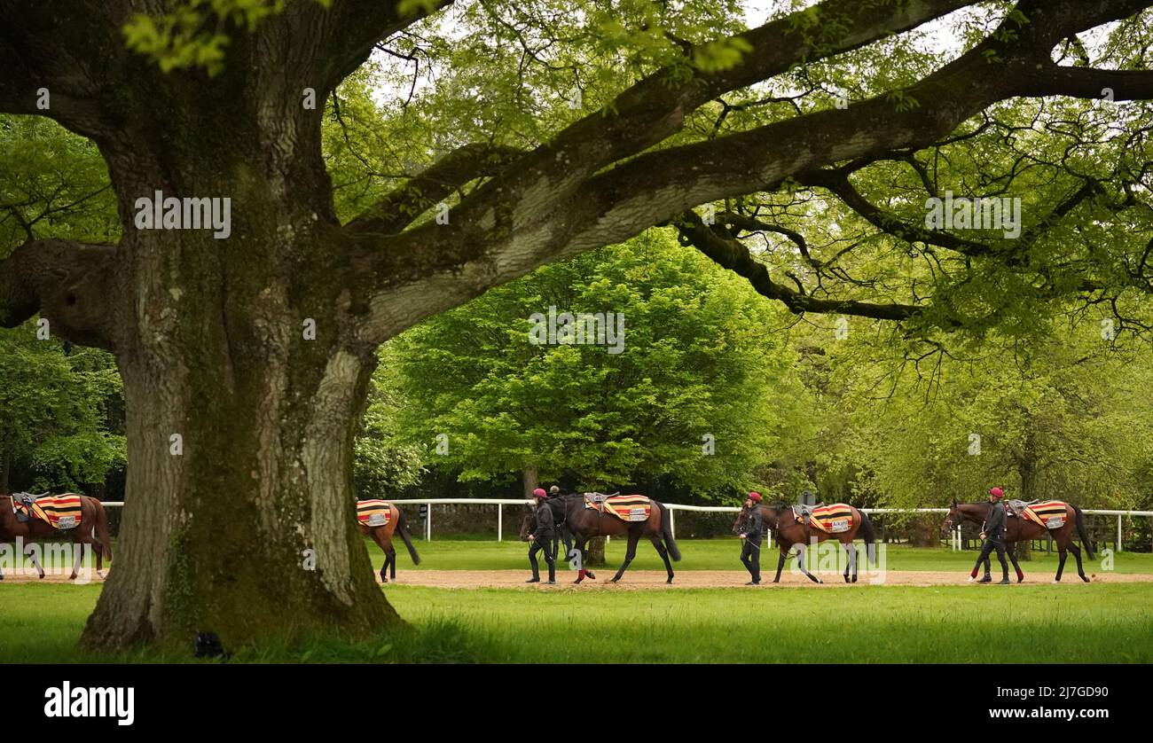 Aidan O'Brien trained horses are exercised at Ballydoyle racehorse