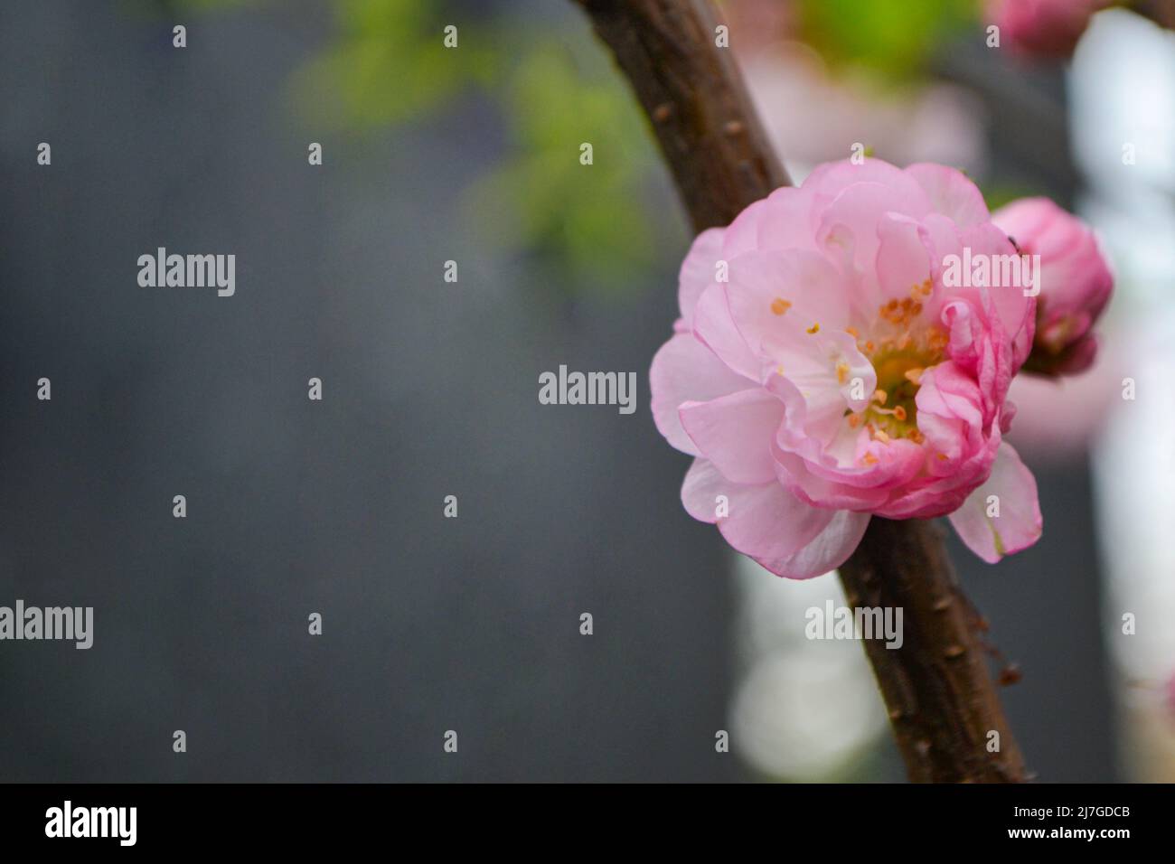 Yoshino plum park hi-res stock photography and images - Alamy