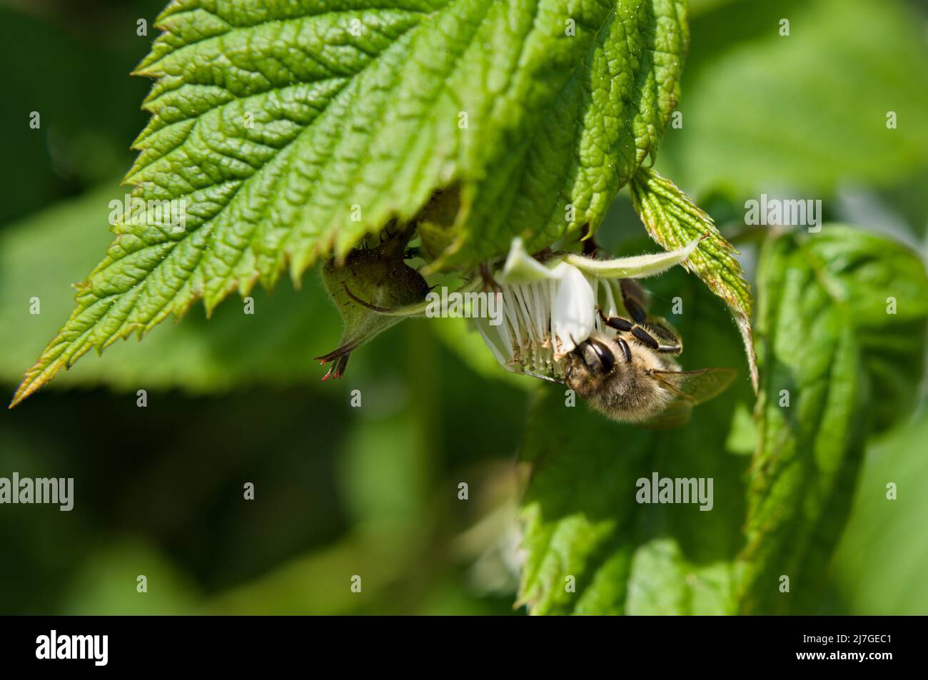 Bee on flowering raspberry Stock Photo