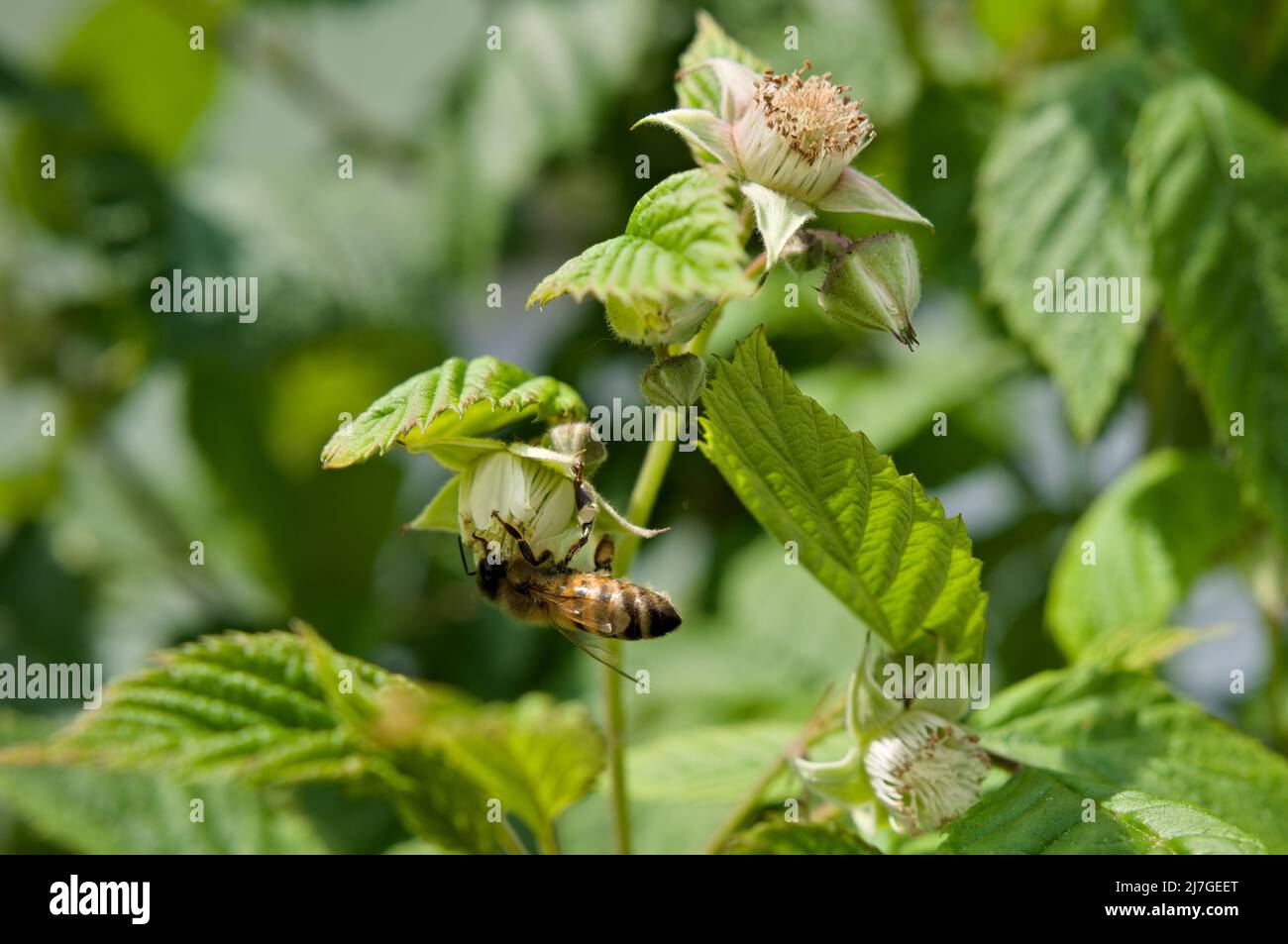 Bee on flowering raspberry Stock Photo