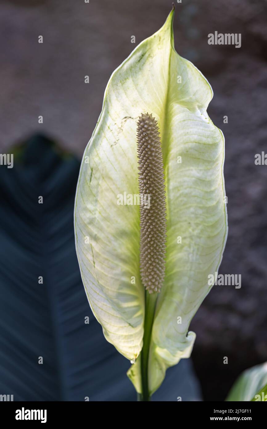 White flower stems of Spathiphyllum cochlearispathum or peace lily in garden. Stock Photo
