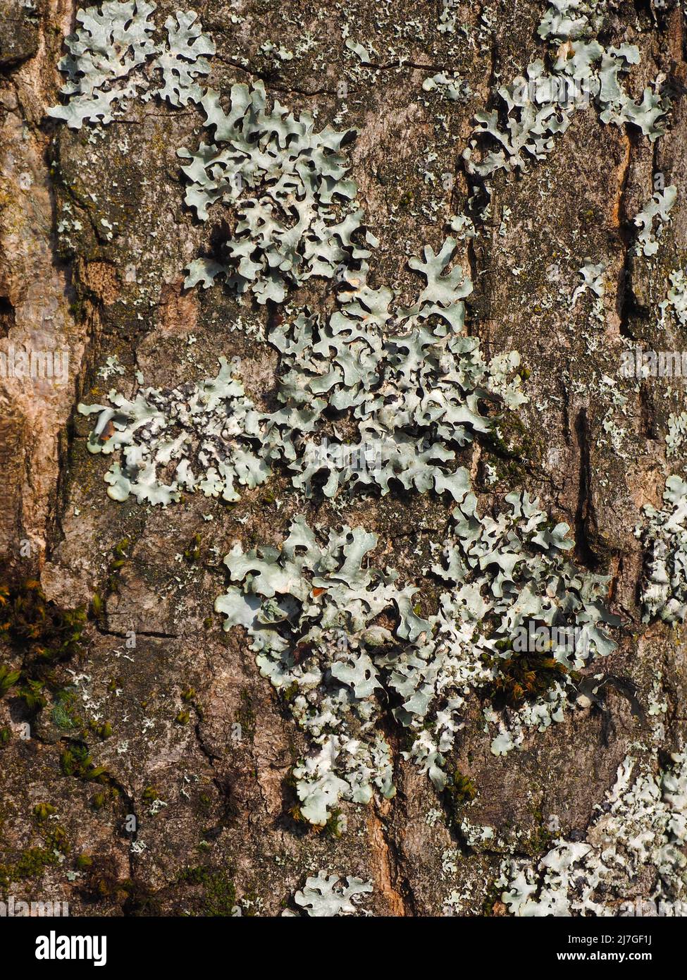 Lichen growing on the bark of a mature tree in a forest in Lancashire, England, UK. Stock Photo