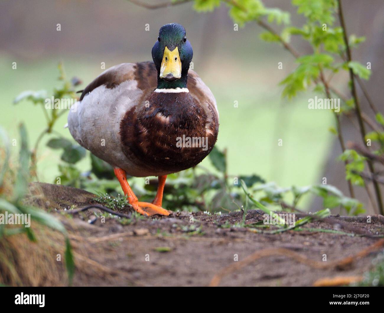 Drake - male Mallard duck (anas platyrhyinchos) standing on the edge of a lake in spring. Stock Photo