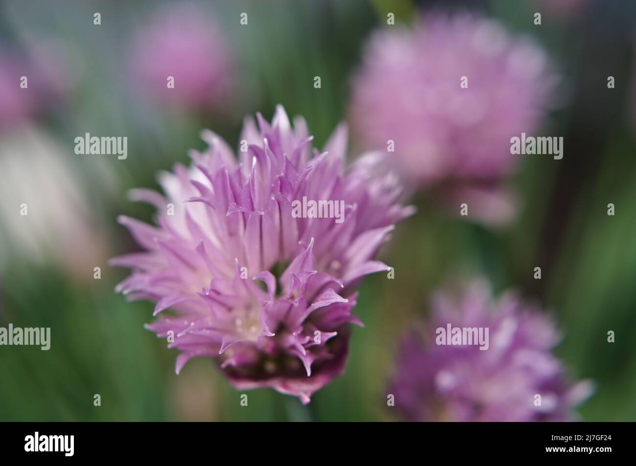 Close-up of lilac blossoms of chives Stock Photo