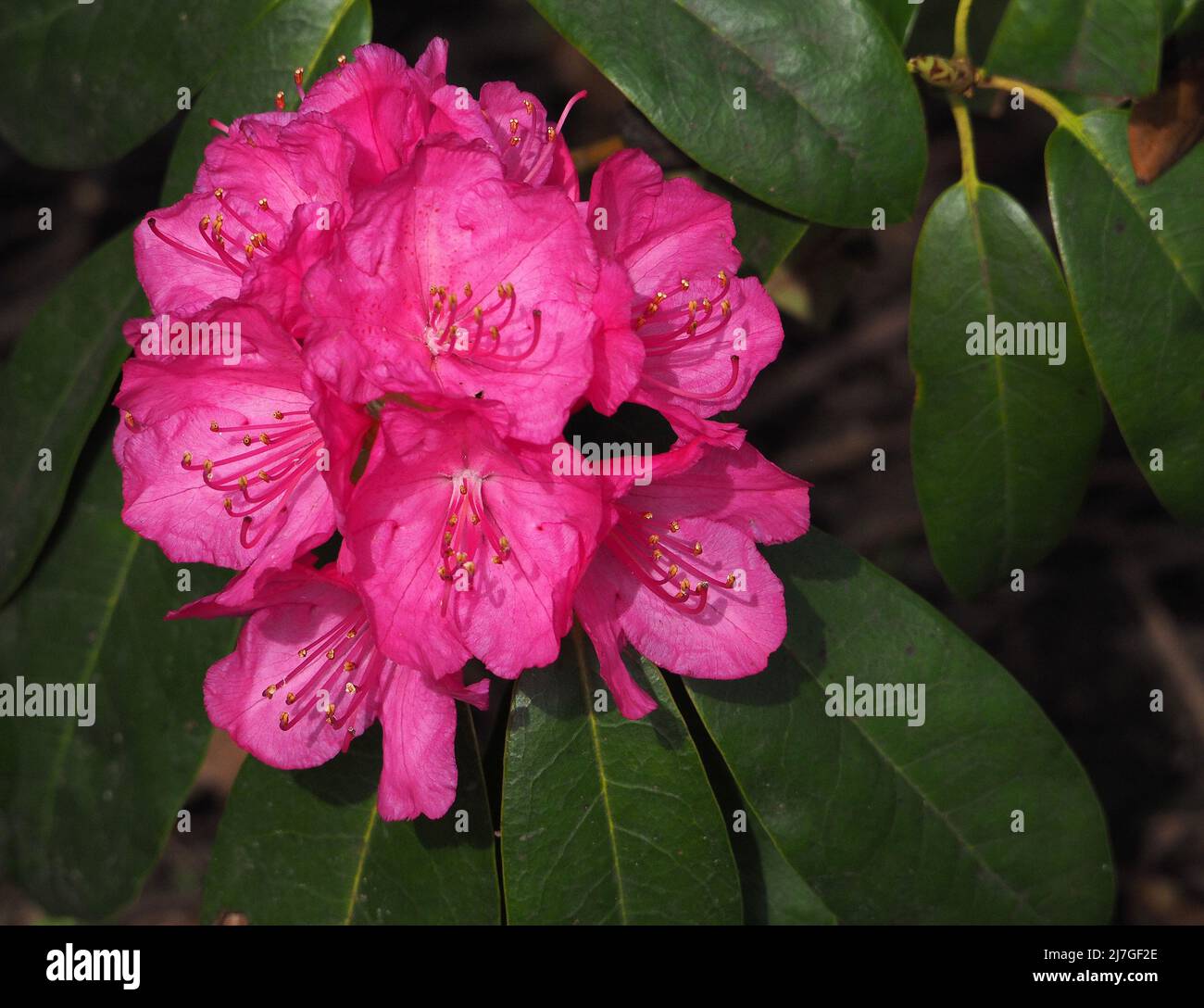 Close up of a large deep pink rhododendron flower blooming in an English Woodland garden in April, Lancashire, England, UK. Stock Photo