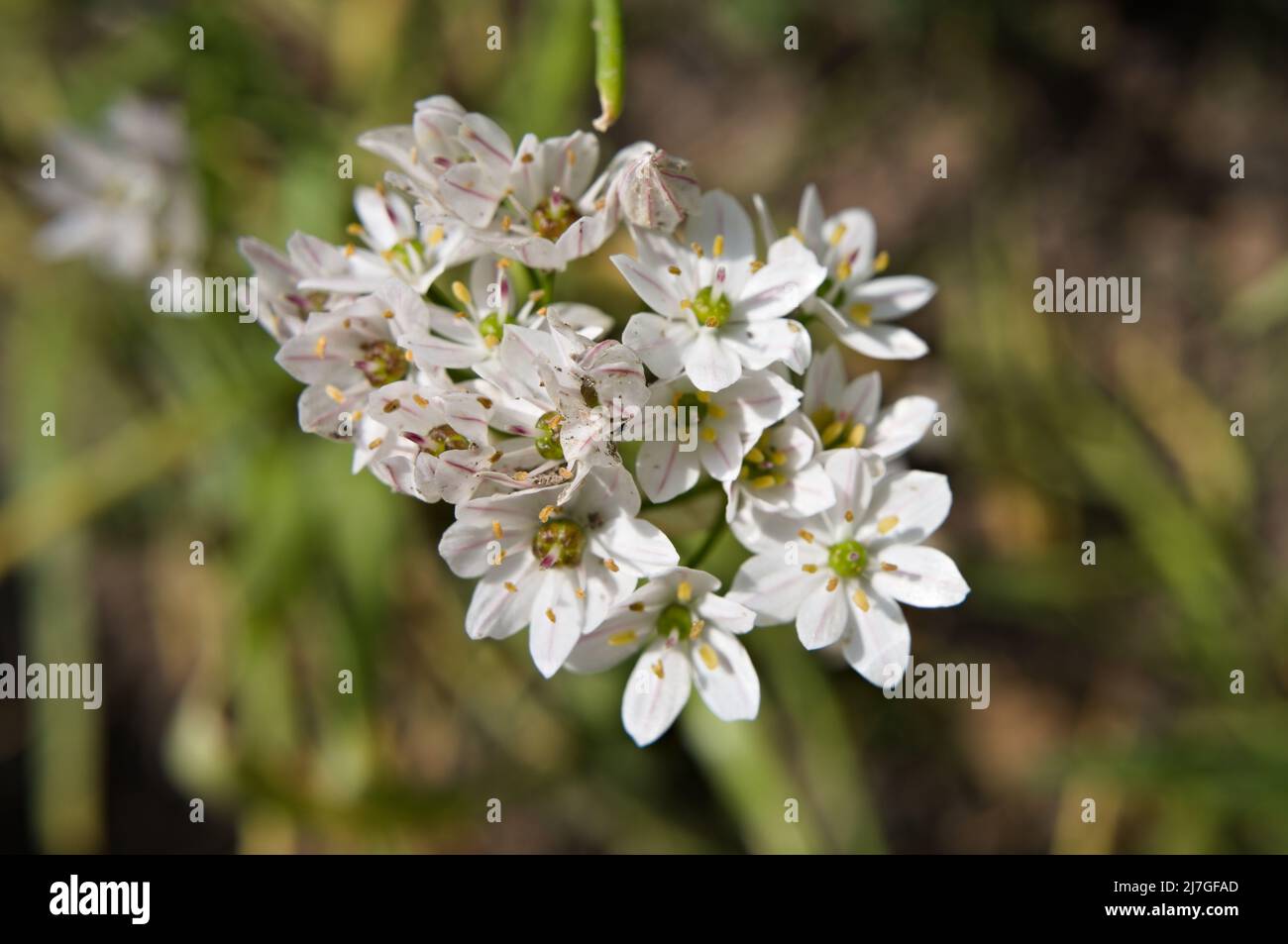 Wonderful white blossoms of Triteleia Stock Photo