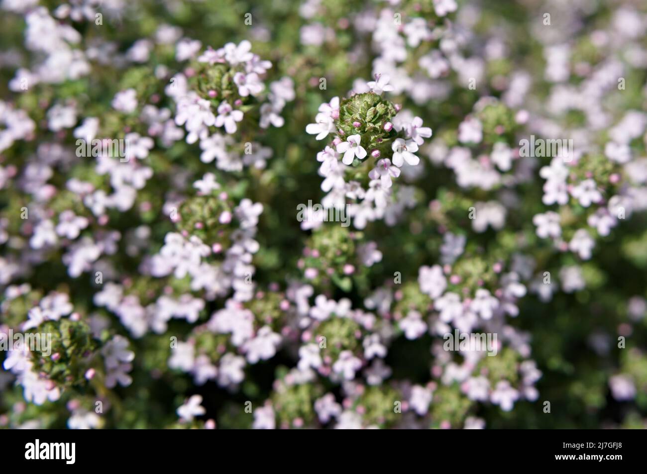 The little blossoms of thyme Stock Photo Alamy