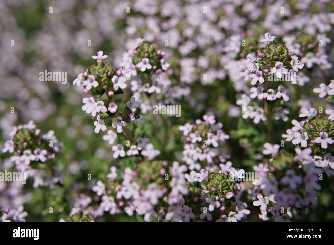 The little blossoms of thyme Stock Photo