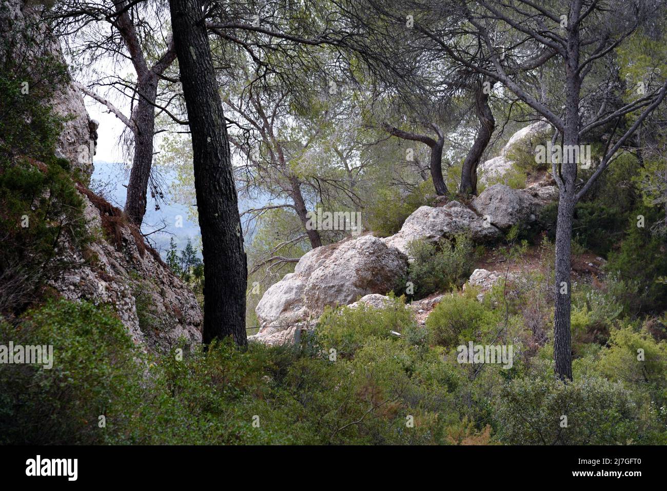 Aleppo Pines, Pinus halepensis, Mediterranean Forest, Pine Tree Forest, Mediterranean Woodland or Mediterraneran Biome Vegetation Provence France Stock Photo