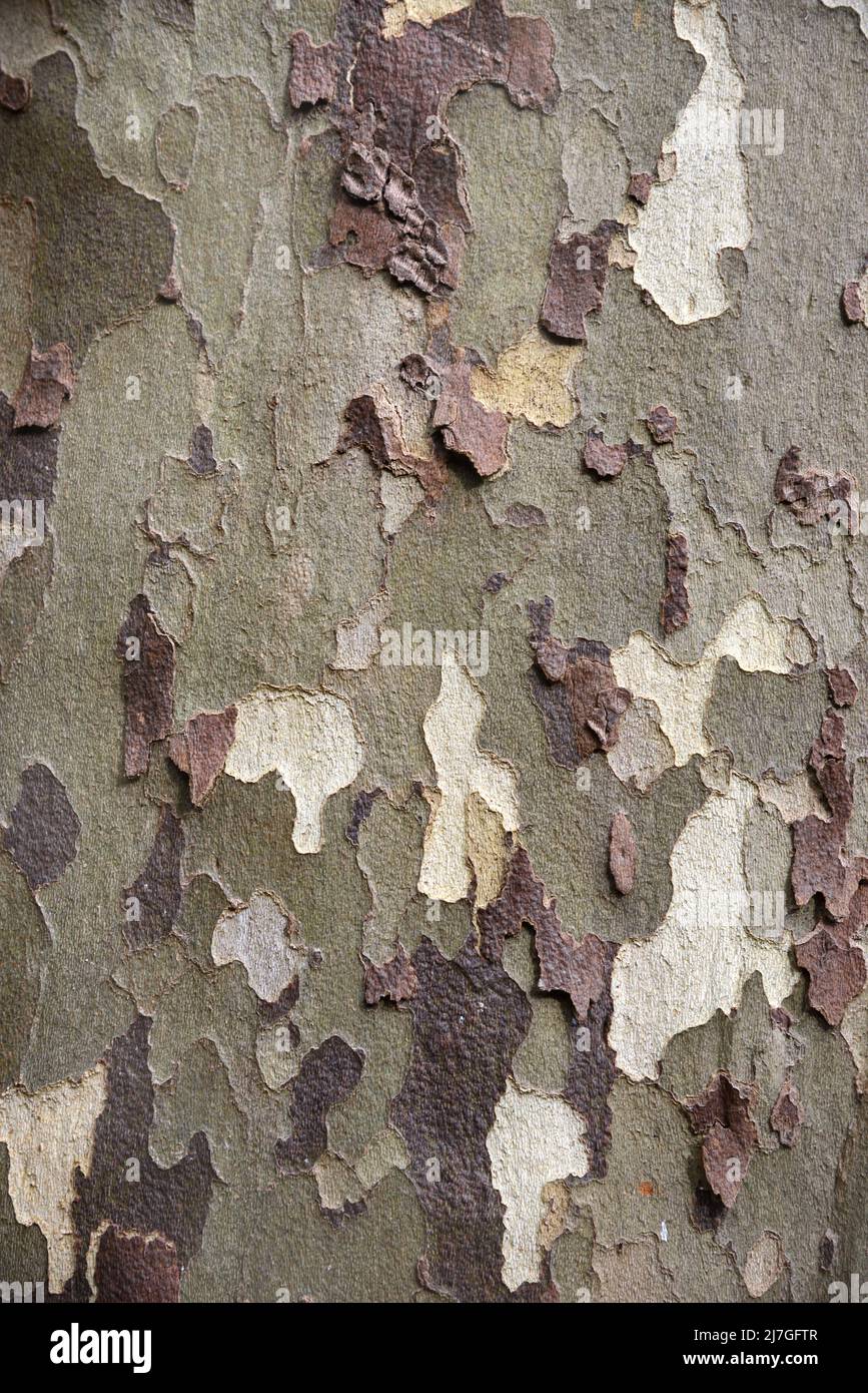 Camouflage Pattern of Peeling Bark of Common Plane Tree, Platanus x acerifolia or Platanus x hispanica, or Hybrid Plane Tree Stock Photo