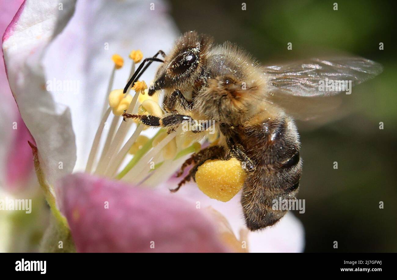 Bee covered in pollen apple blossom hi-res stock photography and images ...