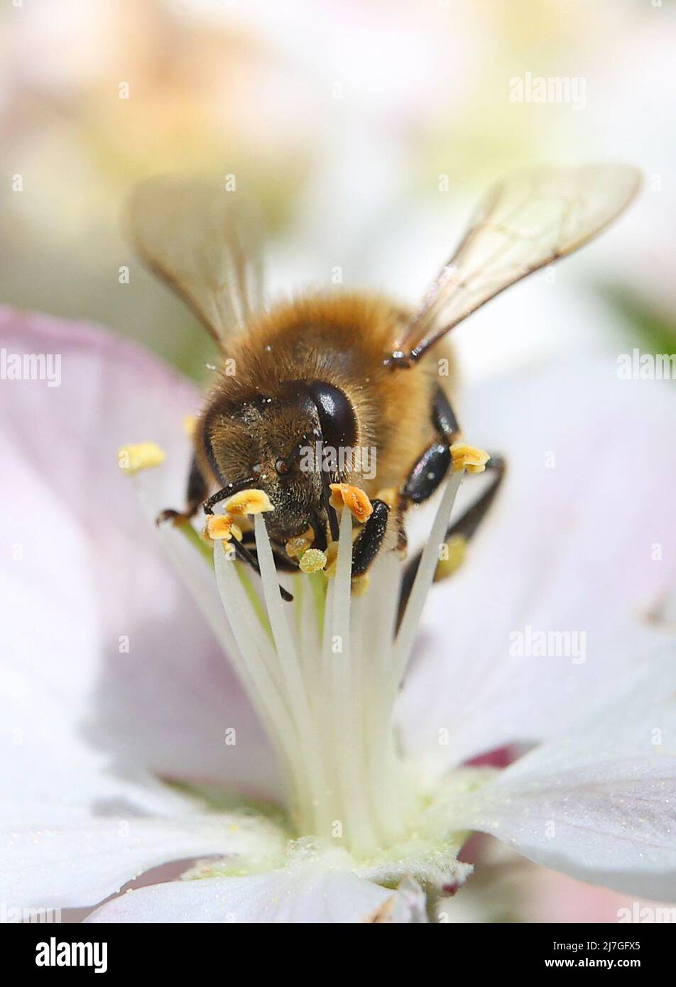Bee covered in pollen apple blossom hi-res stock photography and images ...