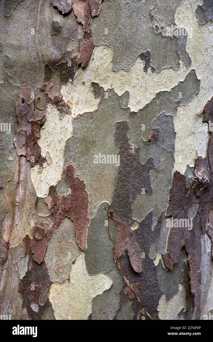 Camouflage Pattern of Peeling Bark of Common Plane Tree, Platanus x acerifolia or Platanus x hispanica, or Hybrid Plane Tree Stock Photo