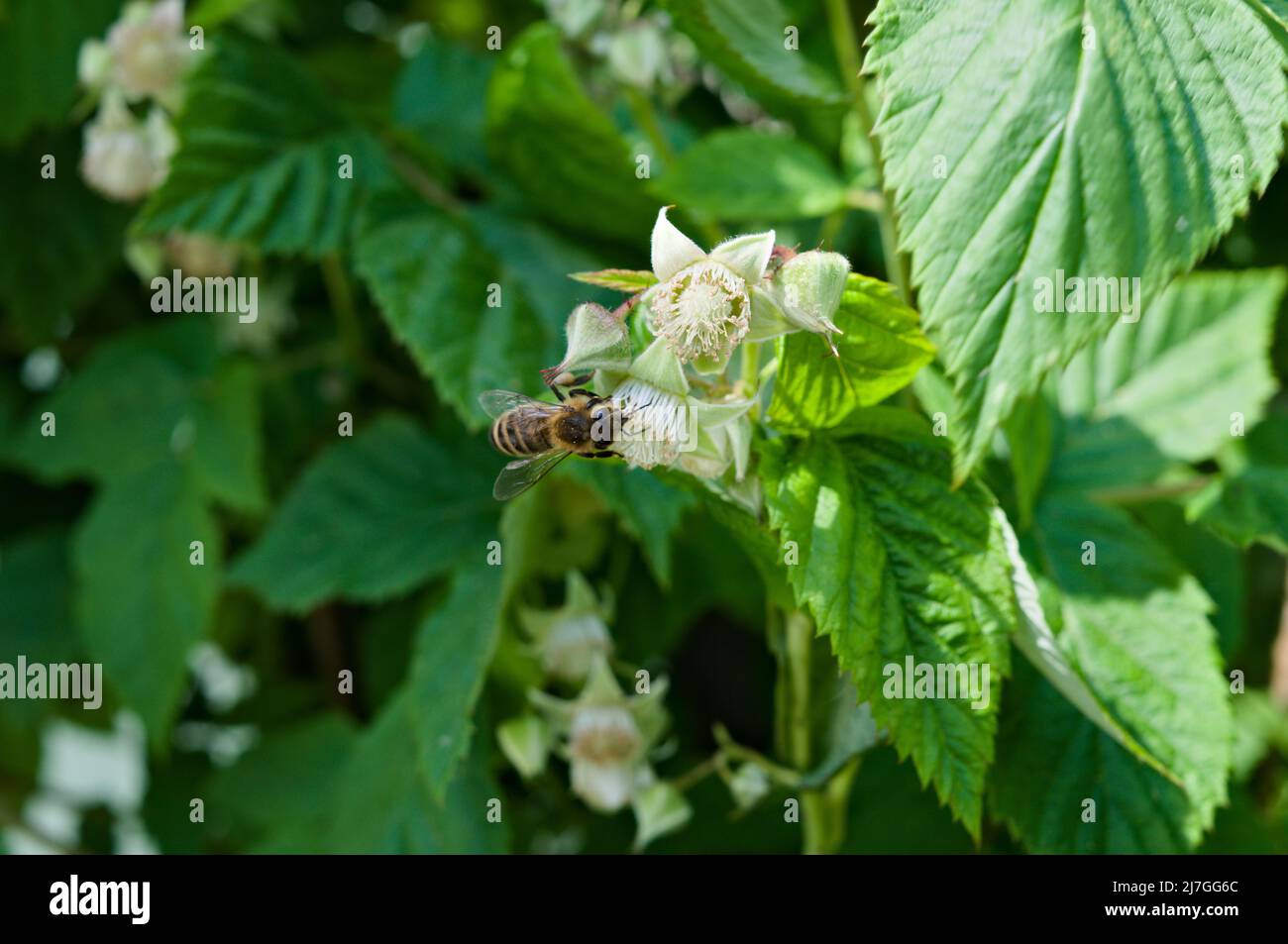 Flowering raspberry hi-res stock photography and images - Alamy