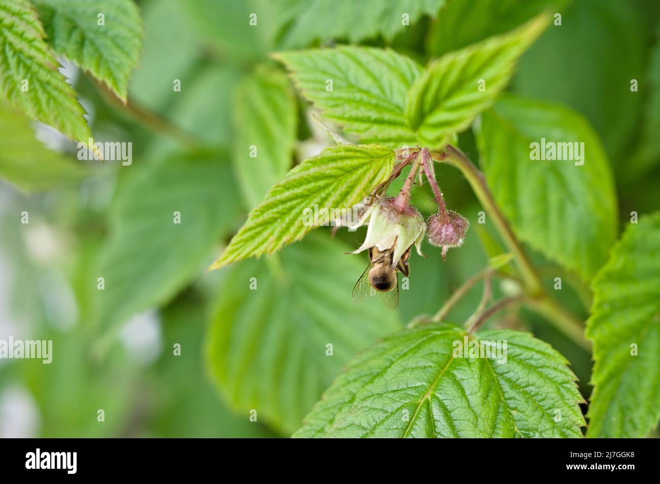 Bee on flowering raspberry Stock Photo